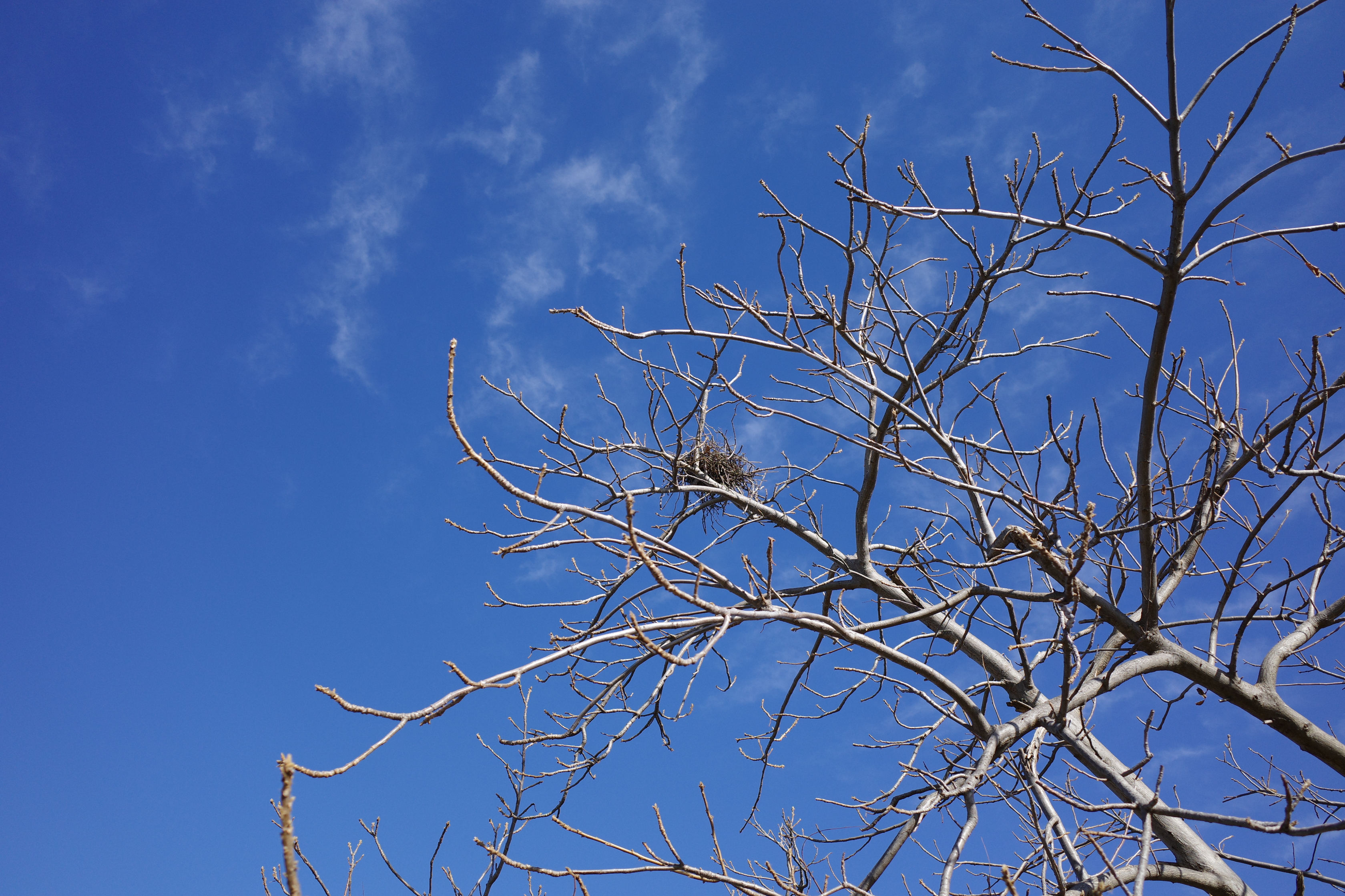 An empty bird's nest on a leafless tree