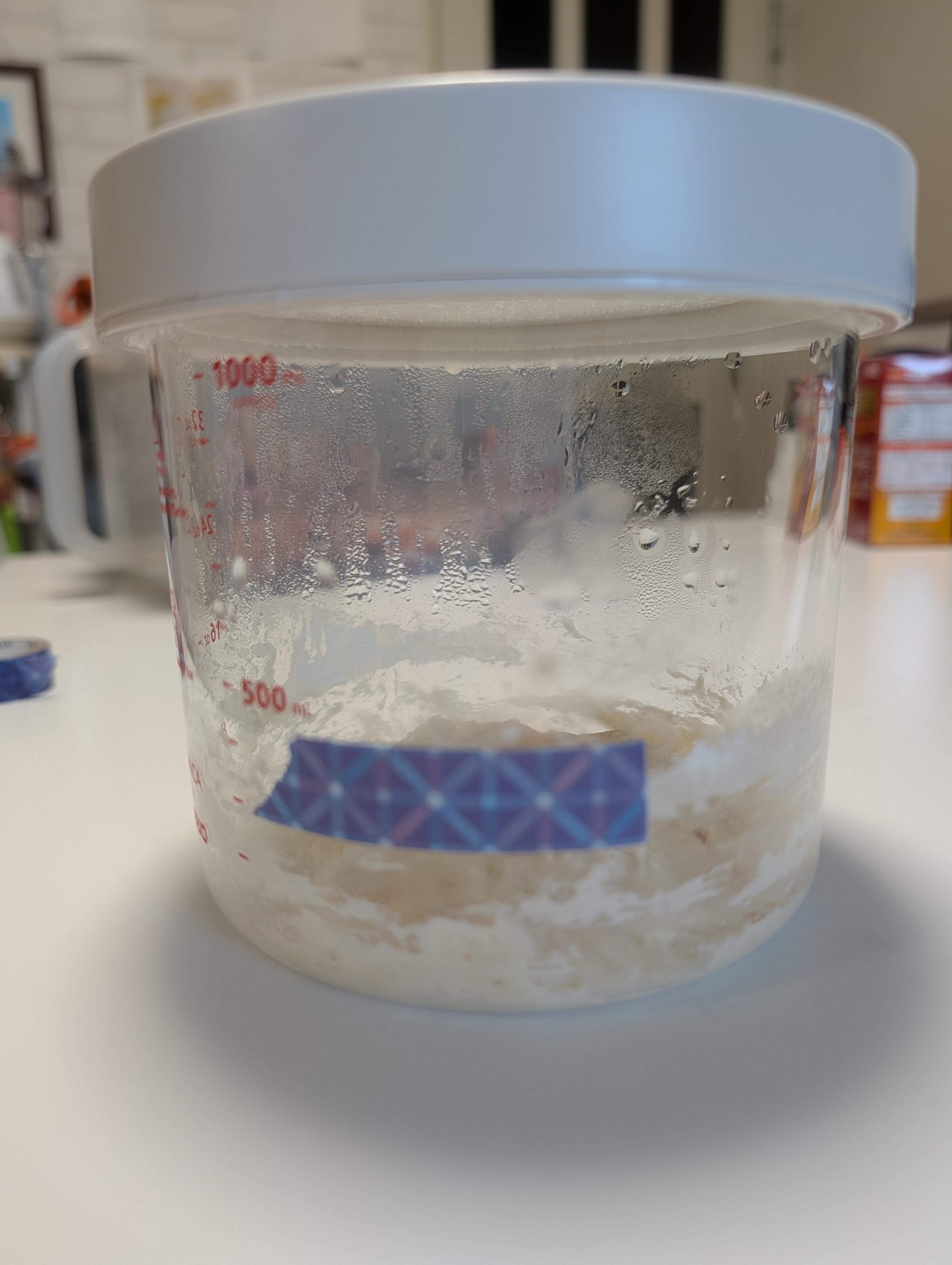 A vague image of the leaven after feeding, day seven