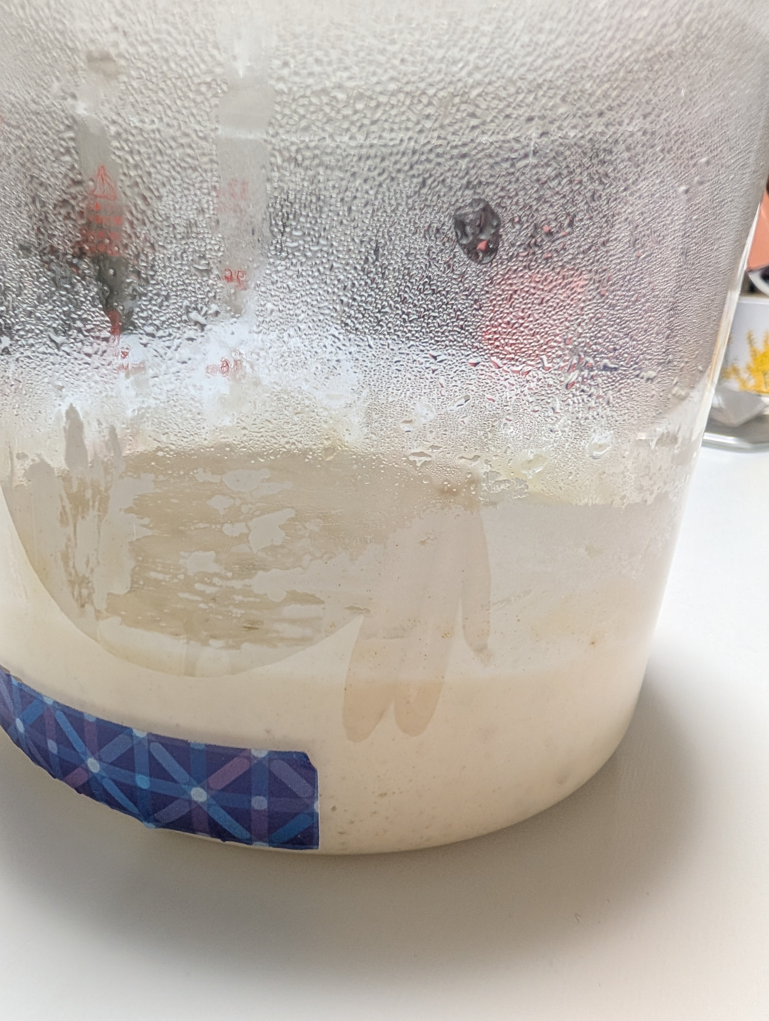 Risen leaven after the third feeding, day nine
